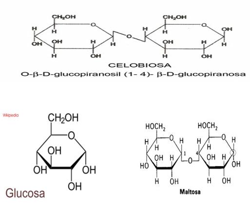 Diferencias entre el almidon y la celulosa - Image 5