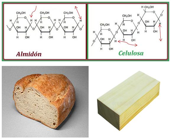 Diferencias entre el almidon y la celulosa - Image 1