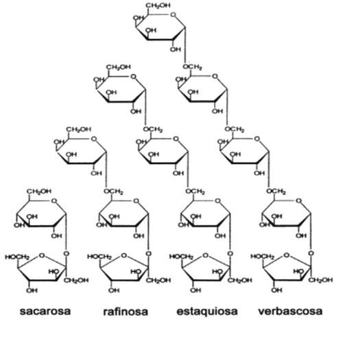 Diferencias entre el almidon y la celulosa - Image 6