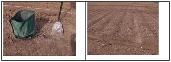 Siembra de zacate bermuda: Cynodon dactylon (L.) Pers. (grama Gigante) con semilla de grano escarificado para praderas forrajeras de riego en Sonora. - Image 6