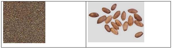 Siembra de zacate bermuda: Cynodon dactylon (L.) Pers. (grama Gigante) con semilla de grano escarificado para praderas forrajeras de riego en Sonora. - Image 4