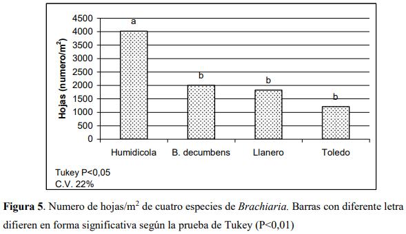 Determinación del área foliar en cuatro especies de Brachiaria en el Piedemonte llanero de Colombia - Image 10