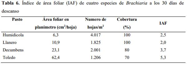 Determinación del área foliar en cuatro especies de Brachiaria en el Piedemonte llanero de Colombia - Image 11