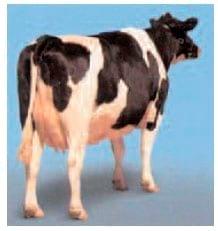 Alimentacion de las vacas lecheras para condicion corporal - Image 7