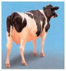 Alimentacion de las vacas lecheras para condicion corporal - Image 6