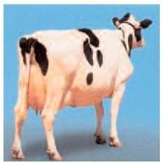 Alimentacion de las vacas lecheras para condicion corporal - Image 5