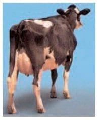 Alimentacion de las vacas lecheras para condicion corporal - Image 4