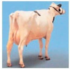 Alimentacion de las vacas lecheras para condicion corporal - Image 3