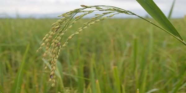 Distribucion de poblaciones de arroz maleza en fincas arroceras del Norte de Santander, Colombia - Image 10