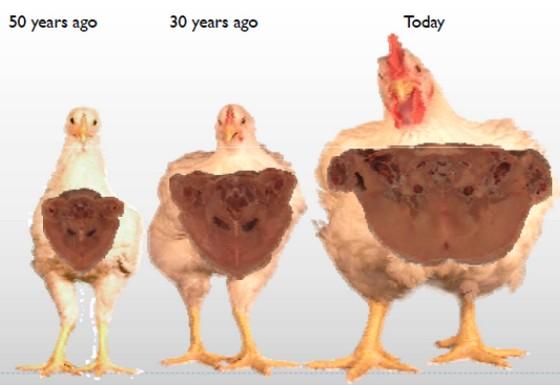 El pollo hoy. Mitos y realidades - Image 1