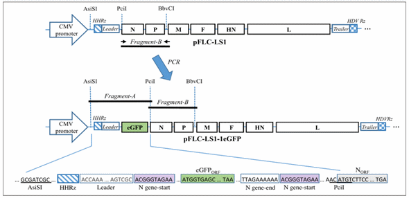 Desarrollo de un nuevo test de neutralización para la enfermedad de newcastle (NDV) basado en un NDV recombinante que expresa la proteína verde - Image 4