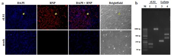 Desarrollo de un nuevo test de neutralización para la enfermedad de newcastle (NDV) basado en un NDV recombinante que expresa la proteína verde - Image 5