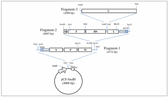 Desarrollo de un nuevo test de neutralización para la enfermedad de newcastle (NDV) basado en un NDV recombinante que expresa la proteína verde - Image 1