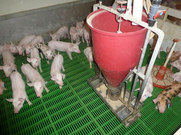 Diarreas de transición en porcino: causas y soluciones - Image 2