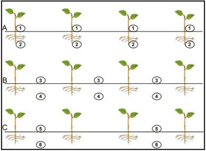 Localizacion del fertilizante fosforado en el cultivo de soja: efectos sobre la nutricion y el crecimiento - Image 2