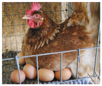 Influencia del tiempo y temperatura de almacenamiento sobre la calidad de los huevos en gallinas de postura - Image 1