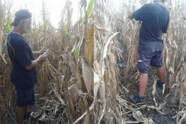 Fertilización variable de maíz para grano – BDN 50h - 2015/2016 - Image 38