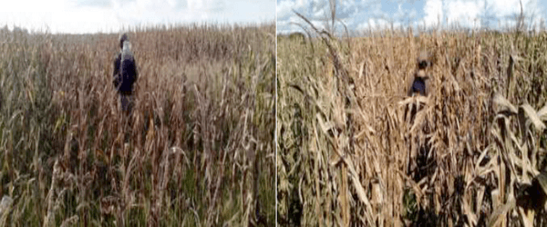 Fertilización variable de maíz para grano – BDN 50h - 2015/2016 - Image 34