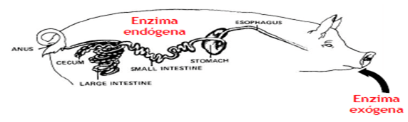 Las enzimas exógenas en las dietas Maíz/Sorgo-Harina de soya para aves y cerdos. - Image 8