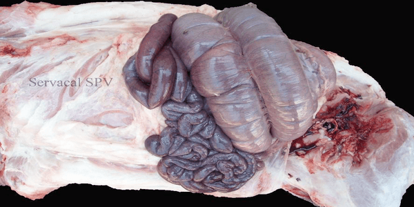 Síndrome de dilatación intestinal porcina - Image 4