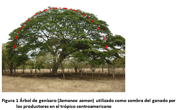 El uso de la sombra de árboles para atenuar el efecto del estrés calórico en el ganado - Image 2