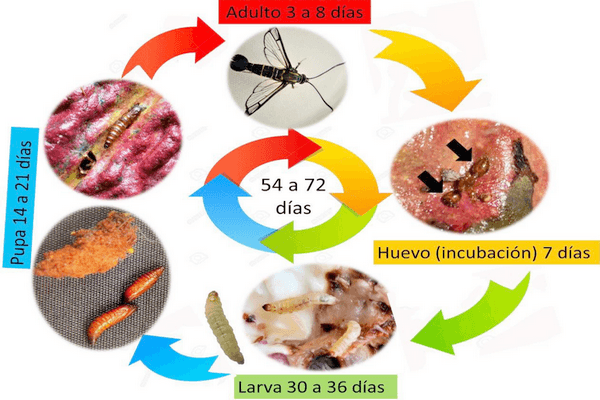 Estado fitosanitario en la producción de cacao (theobroma cacao l.) en la región de Huánuco (Perú): incremento del impacto de carmenta foraseminis eichlin - Image 5