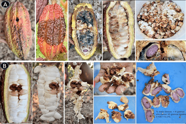 Estado fitosanitario en la producción de cacao (theobroma cacao l.) en la región de Huánuco (Perú): incremento del impacto de carmenta foraseminis eichlin - Image 8