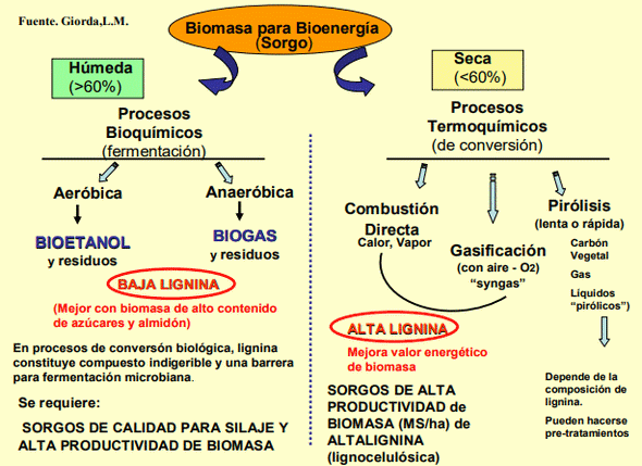 Biomasa Energética de Sorgo en Ubajay (Entre Ríos). INTA Manfredi y el Sorgo: Nuevos Desarrollos - Image 5