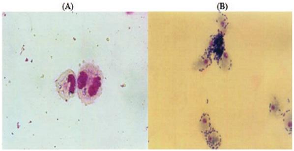 Meta análisis: Efecto Inmunomodulador sobre la IgA, generado por los ß-glucanos 1,3/1,6 (Sacharomices cerevisiae) en Pollos de engorde, desafiados con Salmonella entérica - Image 1