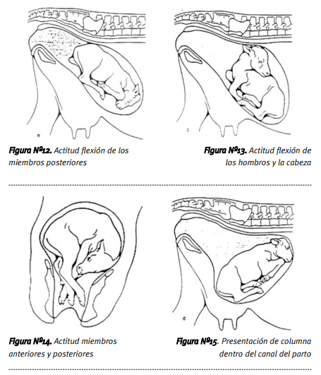La atención del parto en los rodeos de cría - Image 7
