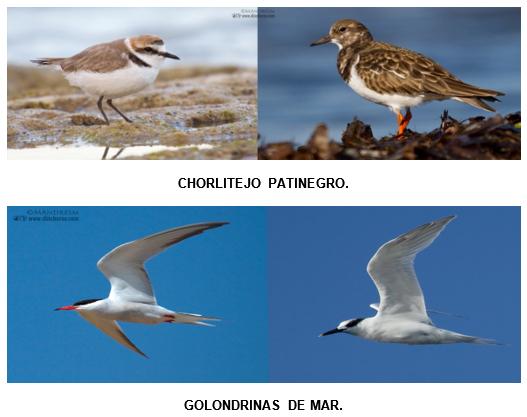 Aves migratorias: Del Ártico hacia todos los continentes - Image 2