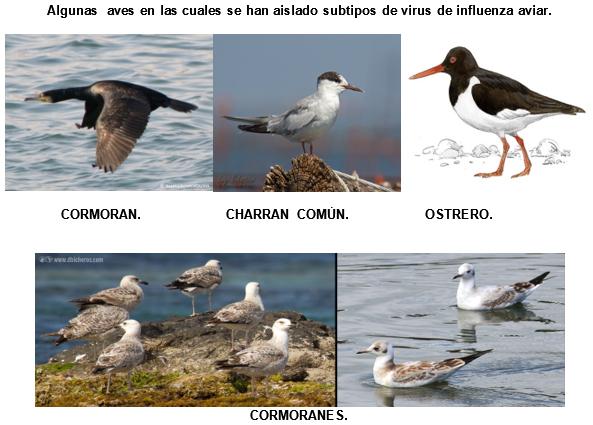 Aves migratorias: Del Ártico hacia todos los continentes - Image 1
