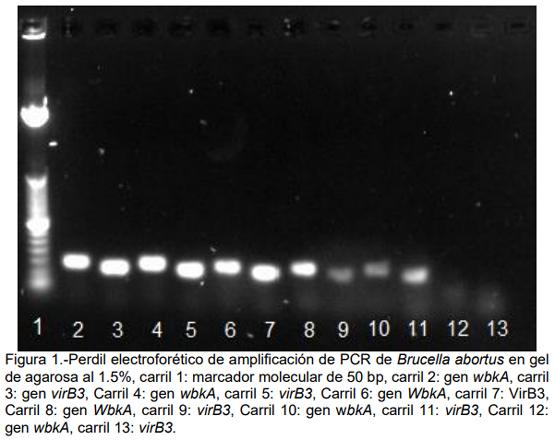 Diseño de iniciadores especie específico para la detección de Brucella Abortus por PCR punto final - Image 1