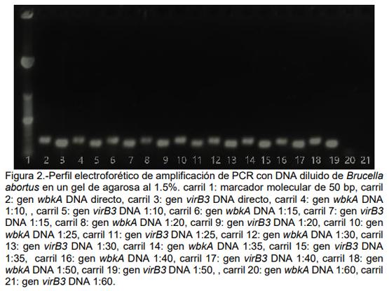 Diseño de iniciadores especie específico para la detección de Brucella Abortus por PCR punto final - Image 2
