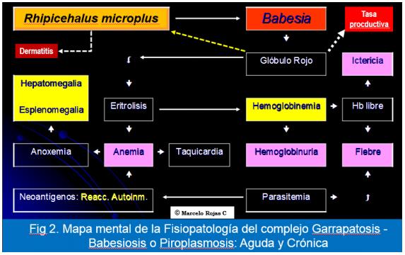 La Fisiopatología: Modulo multidisciplinar básico en el Plan de estudios de la competencia formativa veterinaria - Image 2