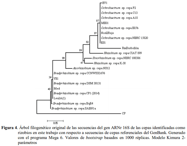 Germinación y crecimiento de plántulas de pimentón y lechuga inoculadas con rizobios e identificación molecular de las cepas - Image 6