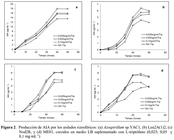Efecto de bacterias rizosféricas en la germinación y crecimiento del Pimentón Capsicum Annuum l. Var. Cacique gigante - Image 6