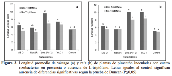 Efecto de bacterias rizosféricas en la germinación y crecimiento del Pimentón Capsicum Annuum l. Var. Cacique gigante - Image 7