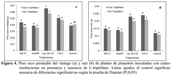 Efecto de bacterias rizosféricas en la germinación y crecimiento del Pimentón Capsicum Annuum l. Var. Cacique gigante - Image 8