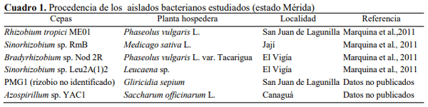 Efecto de bacterias rizosféricas en la germinación y crecimiento del Pimentón Capsicum Annuum l. Var. Cacique gigante - Image 1