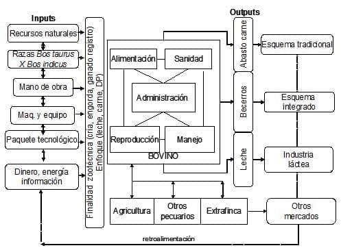 Diagnóstico de la Cadena Productiva Bovinos de Doble Propósito en el Distrito de Desarrollo Rural DDR 008 Cd. Alemán, Veracruz - Image 18