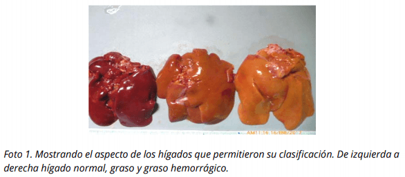 Influencia de un suplemento nutricional conteniendo ácido glicirricínico sobre la presencia de hígado graso hemorrágico en ponedoras comerciales - Image 3