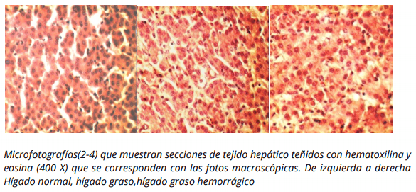 Influencia de un suplemento nutricional conteniendo ácido glicirricínico sobre la presencia de hígado graso hemorrágico en ponedoras comerciales - Image 4