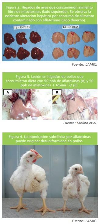 Micotoxinas en la avicultura: Efectos en la rentabilidad, medidas de prevención y control (Parte 1) - Image 3
