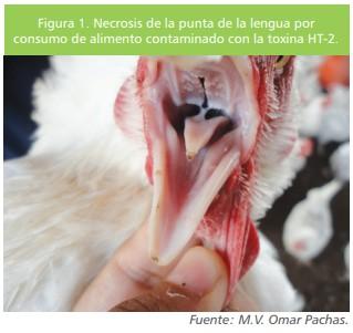 Micotoxinas en la avicultura: Efectos en la rentabilidad, medidas de prevención y control (Parte 1) - Image 2