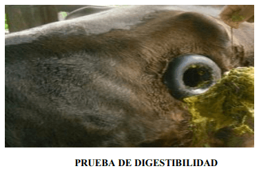 Digestibilidad in situ del ensilaje del pasto saboya (Panicum Máximum Jacq) con diferentes niveles de rechazo de piña (Ananas comosus) - Image 32