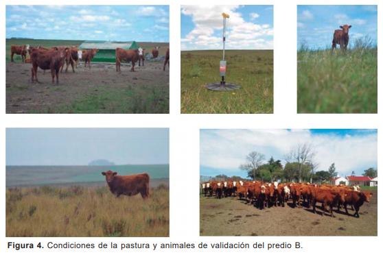 Resultados de validación a nivel comercial de sistemas de suplementación mediante autosuministro de afrechillo de arroz en diferentes categorías bovinas - Image 9