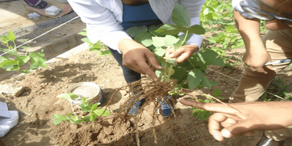 Experiencias de abonamiento con dolomita amazonica en el cultivo de soya en Tarapoto – Peru - Image 6