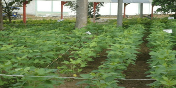 Experiencias de abonamiento con dolomita amazonica en el cultivo de soya en Tarapoto – Peru - Image 2