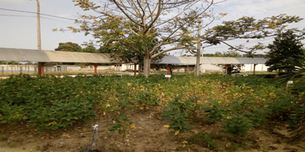 Experiencias de abonamiento con dolomita amazonica en el cultivo de soya en Tarapoto – Peru - Image 4